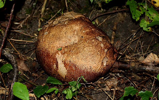 vatovec obrovský Calvatia gigantea (Batsch) Lloyd