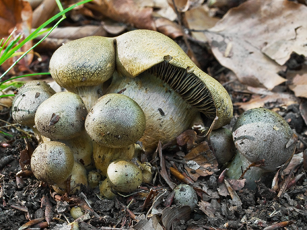 pavučinovec olivový Cortinarius infractus (Pers.) Fr.