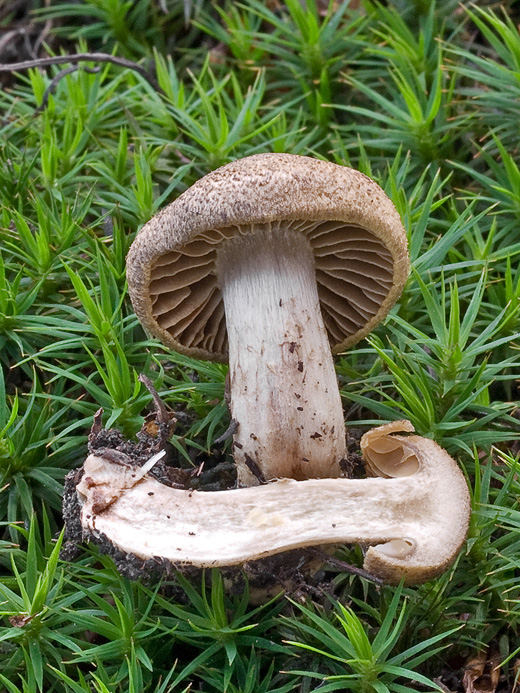 pavučinovec ? Cortinarius sp.