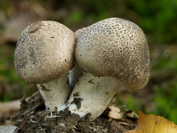 pavučinovec Cortinarius sp.