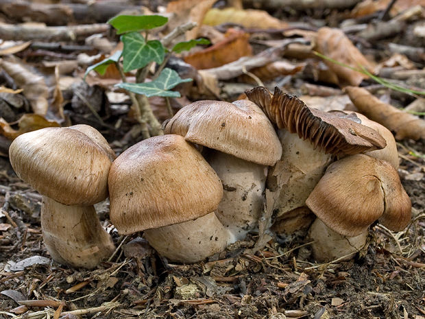 pavučinovec Cortinarius sp.