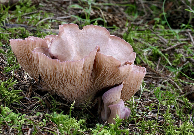 lievikovec kyjakovitý Gomphus clavatus (Pers.) Gray