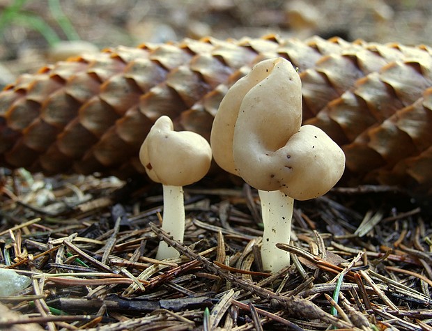 chriapač pružný Helvella elastica Bull.