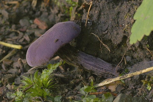 lakovka ametystová Laccaria amethystina (Huds.) Cooke