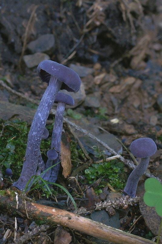 lakovka ametystová Laccaria amethystina (Huds.) Cooke