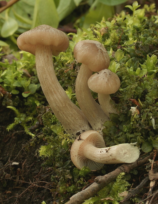 lakovka obyčajná Laccaria laccata (Scop.) Cooke