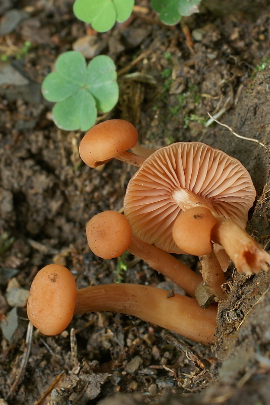 lakovka obyčajná Laccaria laccata (Scop.) Cooke