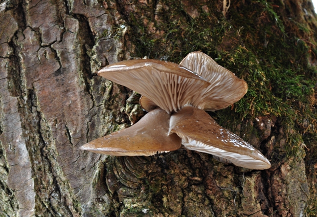 hliva ustricovitá Pleurotus ostreatus (Jacq.) P. Kumm.