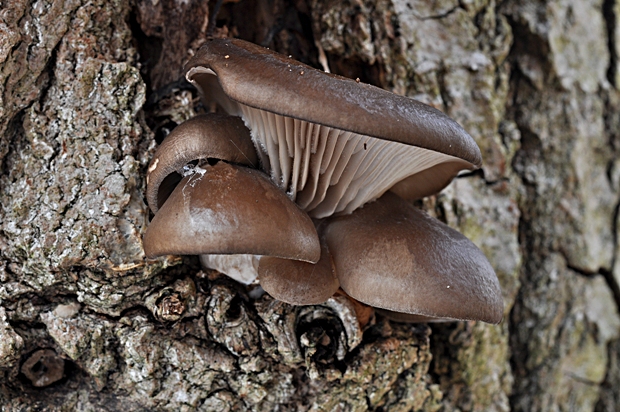 hliva ustricovitá Pleurotus ostreatus (Jacq.) P. Kumm.