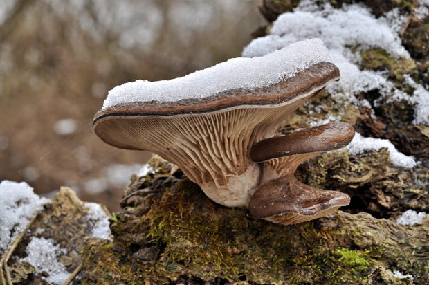 hliva ustricovitá Pleurotus ostreatus (Jacq.) P. Kumm.