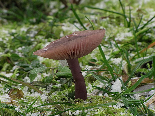 strmulica čiaškovitá Pseudoclitocybe cyathiformis (Bull.) Singer