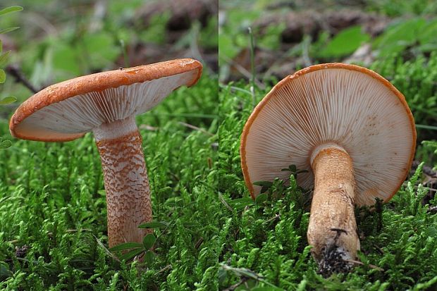 čírovka oranžová Tricholoma aurantium (Schaeff.) Ricken