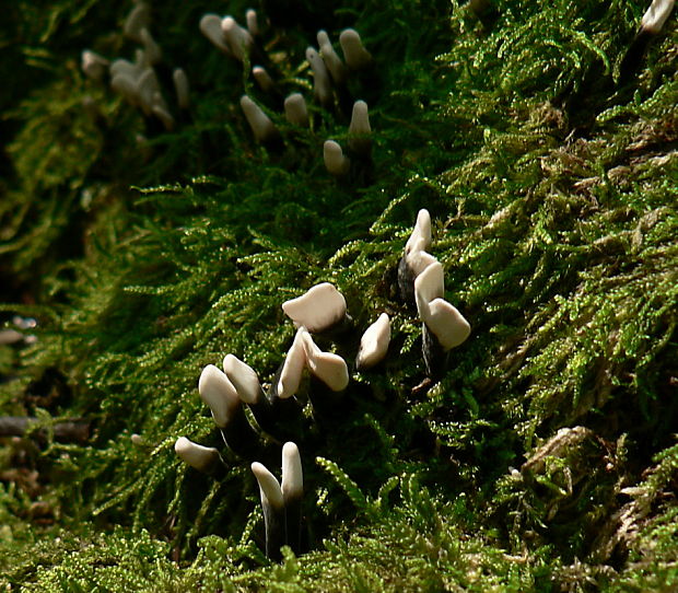 drevnatec parohatý Xylaria hypoxylon (L.) Grev.