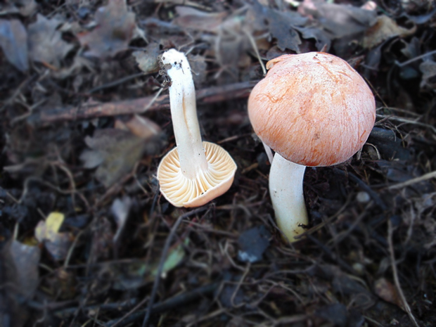 lúčnica lúčna Hygrocybe pratensis var. pallida ???