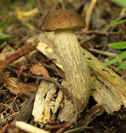 kozák hrabový Leccinum pseudoscabrum (Kallenb.) Šutara