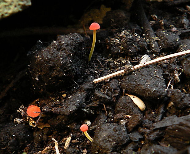 prilbička ihličková - helmovka jehličkovitá Mycena acicula (Schaeff.) P. Kumm.