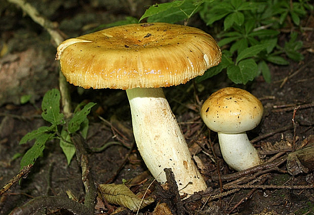 plávka smradľavá Russula foetens Pers.