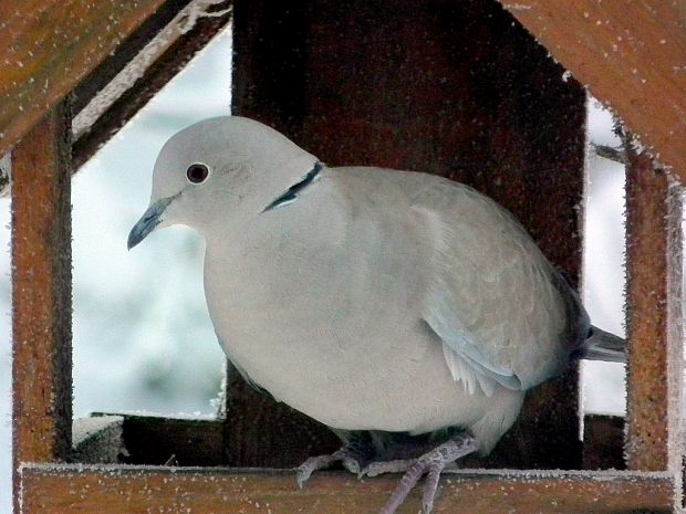 hrdlička záhradná  Streptopelia decaocto Eurasian Collared-Dove