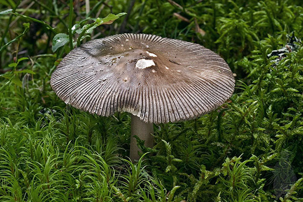 muchotrávka Amanita sp.