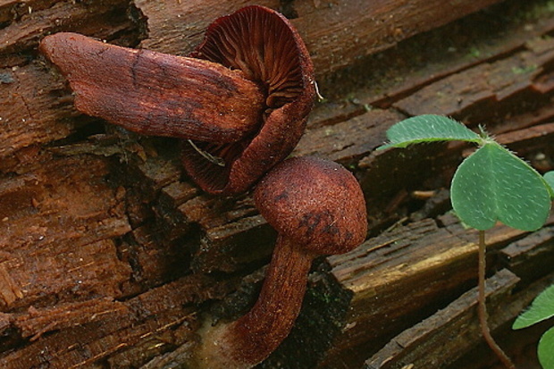 pavučinovec granátový Cortinarius malicorius Fr.