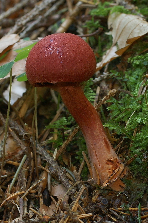 pavučinovec krvavý Cortinarius sanguineus (Wulfen) Fr.