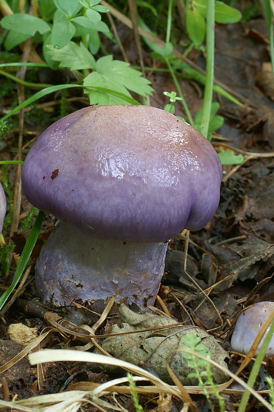 pavučinovec Cortinarius sp.