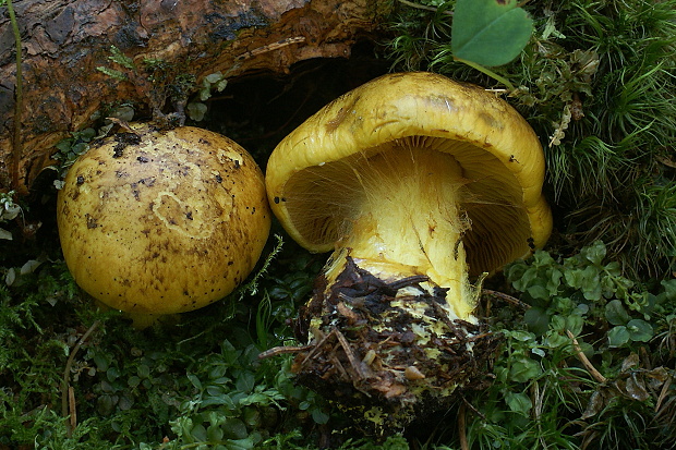 pavučinovec Cortinarius sp.