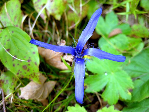 pahorec brvitý Gentianopsis ciliata (L.) Ma