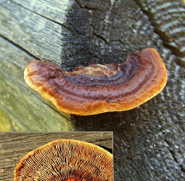 trámovka plotová Gloeophyllum sepiarium (Wulfen) P. Karst.