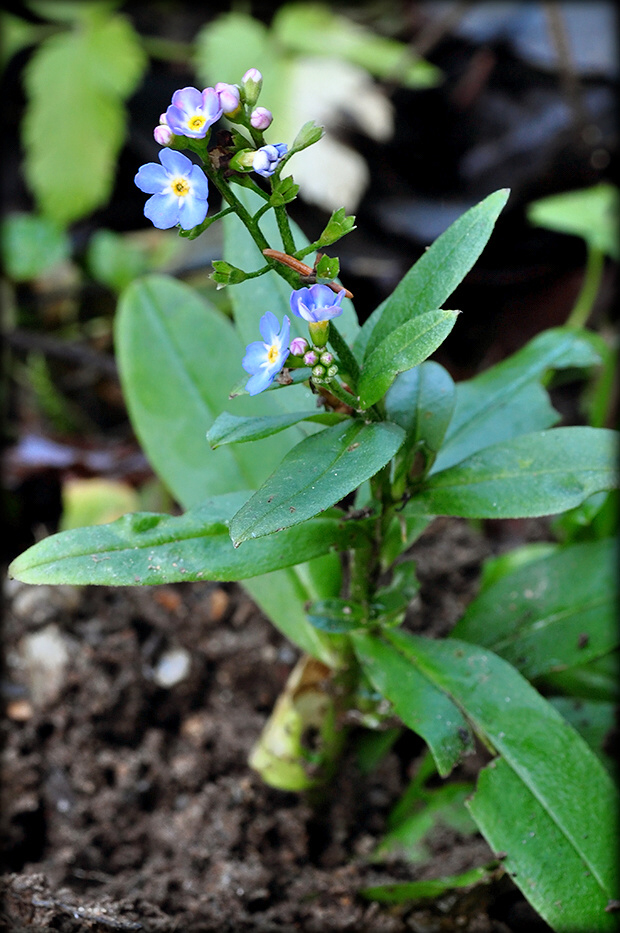 nezábudka Myosotis sp.