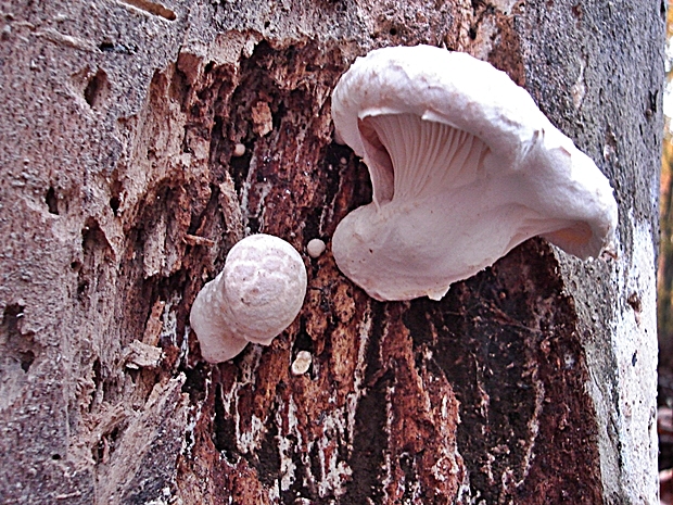 hliva dubová Pleurotus dryinus (Pers.) P. Kumm.