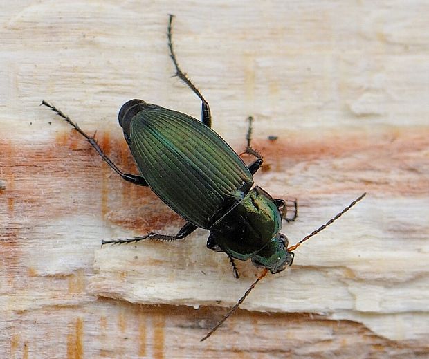 utekáčik Poecilus versicolor