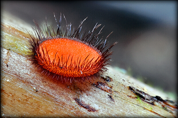 štítovnička Scutellinia sp.