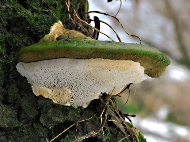 trúdnikovec hrbatý Trametes gibbosa (Pers.) Fr.