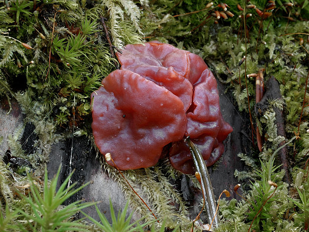 vrtidlovka Ascocoryne sp.