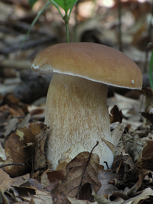 hríb smrekový Boletus edulis Bull.