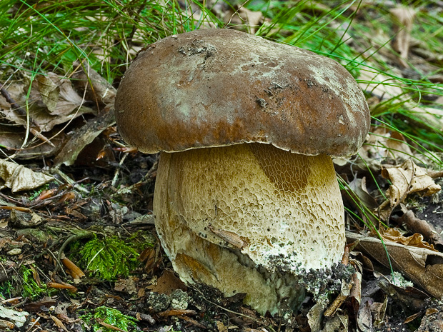 hríb dubový Boletus reticulatus Schaeff.