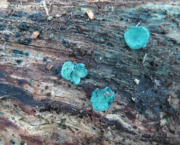 zelenica Chlorociboria sp.