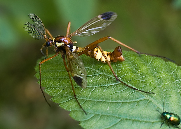 tipuľa  Ctenophora ornata