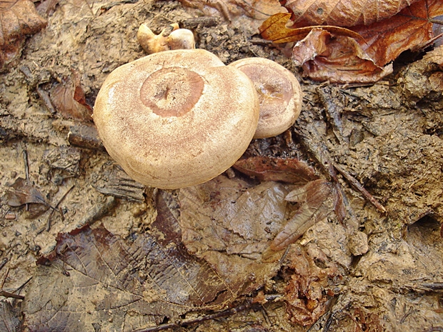 rýdzik lieskový Lactarius pyrogalus (Bull.) Fr.