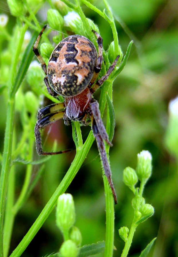 križiak Larinioides cornutus