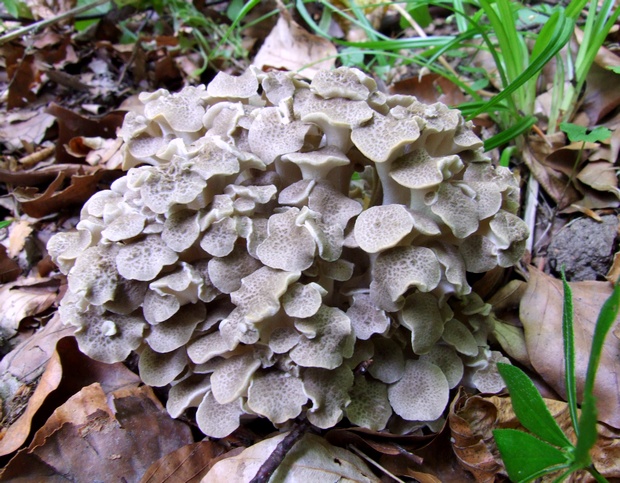 trúdnik klobúčkatý Polyporus umbellatus (Pers.) Fr.