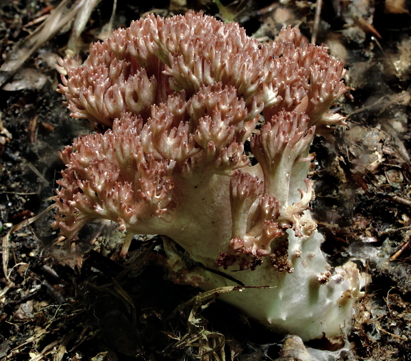 strapačka koralovitá Ramaria botrytis (Pers.) Ricken