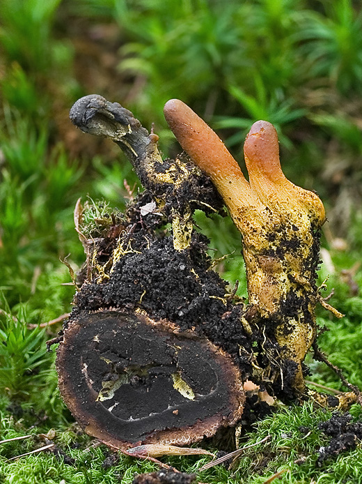 žezlovka srnková Tolypocladium ophioglossoides (J.F. Gmel.) Quandt, Kepler & Spatafora