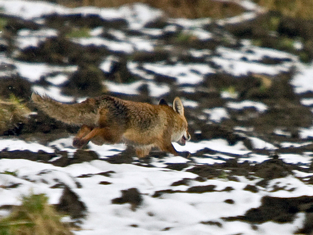 líška hrdzavá- lišiak Vulpes vulpes