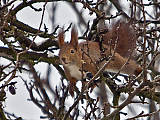 veverička stromová 