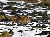 líška hrdzavá- lišiak