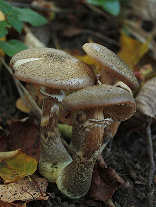 podpňovka obyčajná Armillaria mellea (Vahl) P. Kumm.