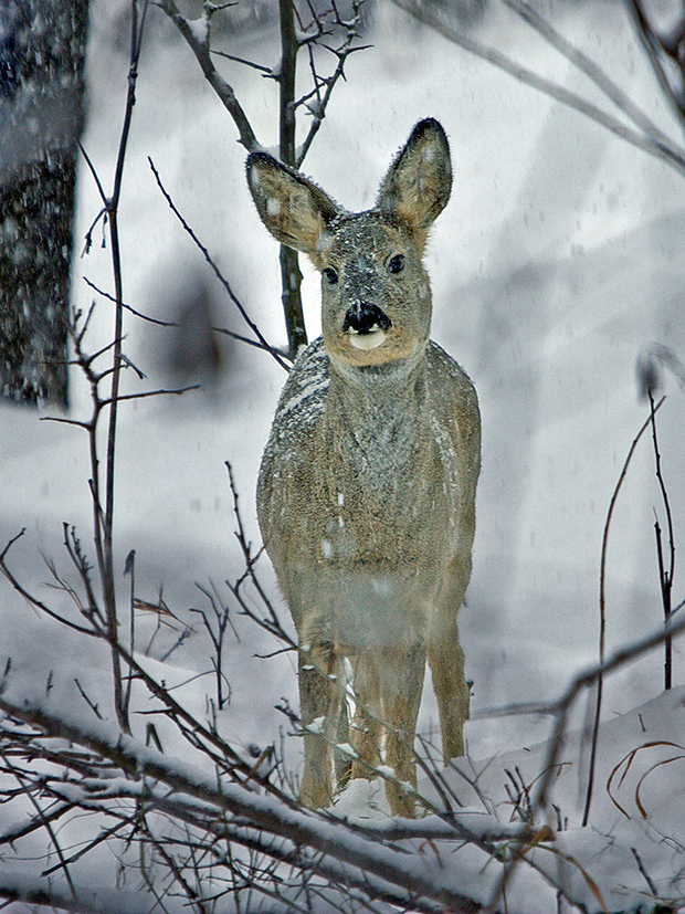 srna lesná  Capreolus capreolus