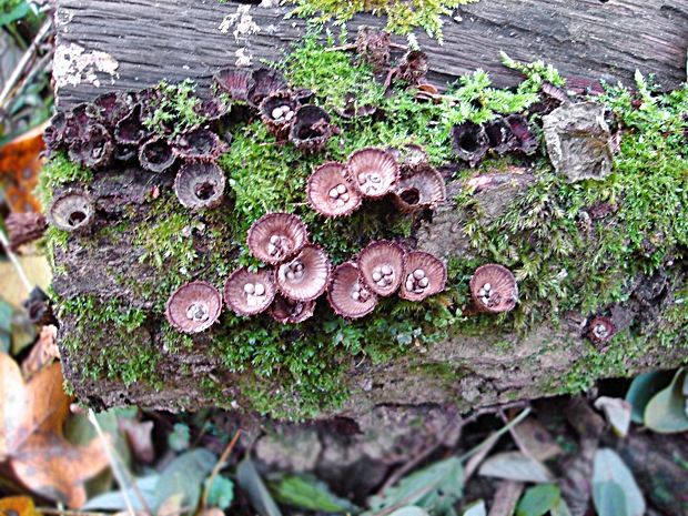 čiaškovec pásikavý Cyathus striatus (Huds.) Willd.